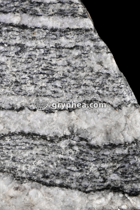 Migmatite - détail - gryphea.com